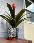 Pot